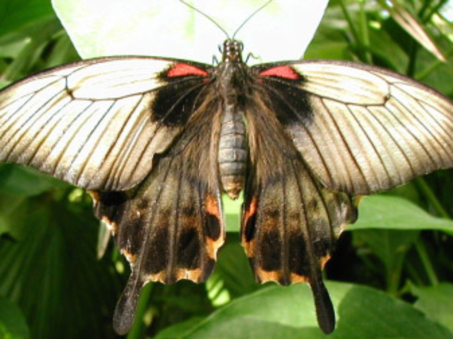 Large butterfly on a plant
