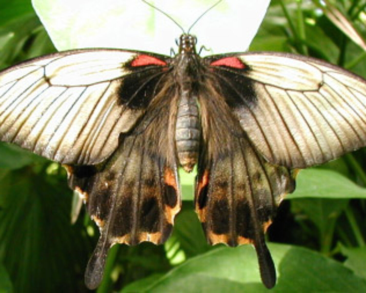Large butterfly on a plant