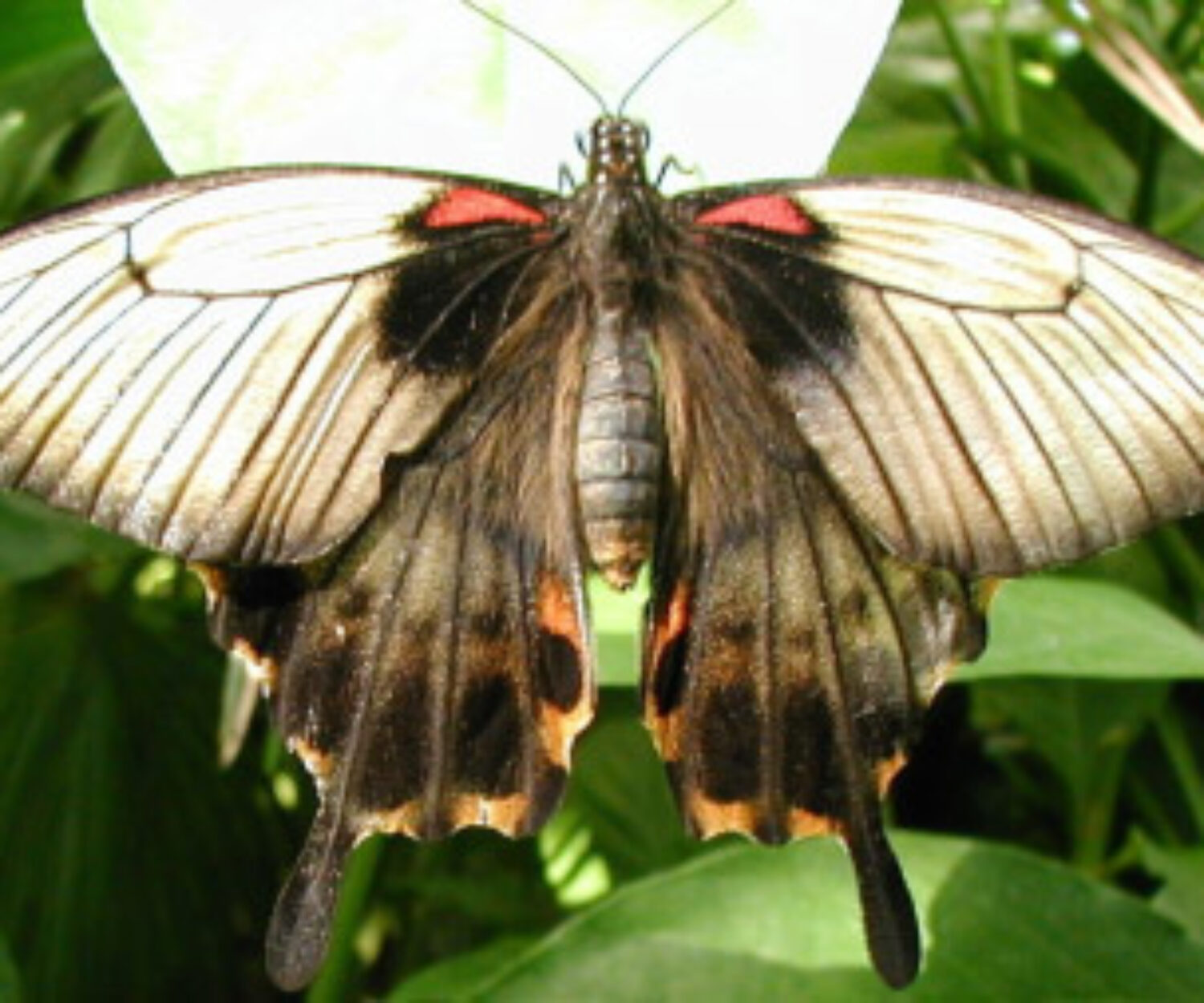 Large butterfly on a plant